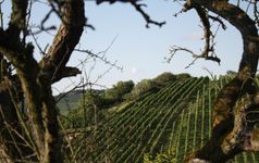 Wein - Erlebnis - Wochenende